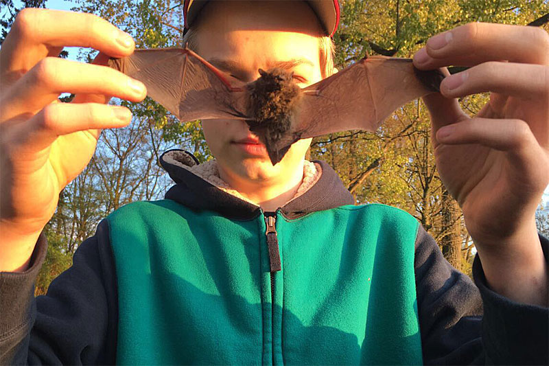Fledermaus Ausflug